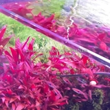 TL – CỐT NỀN 5S SUBTRATES PRO (FE+)