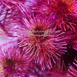 RONG LA HÁN ĐỎ - CÂY THỦY SINH