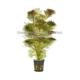 RONG LA HÁN ĐỎ - CÂY THỦY SINH