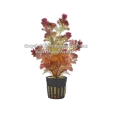 RONG LA HÁN ĐỎ - CÂY THỦY SINH