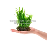 DƯƠNG XỈ JAVA MINI | MICROSORUM PTEROPUS MINI - CÂY THỦY SINH