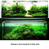 DƯƠNG XỈ JAVA MINI | MICROSORUM PTEROPUS MINI - CÂY THỦY SINH