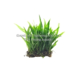 DƯƠNG XỈ JAVA MINI | MICROSORUM PTEROPUS MINI - CÂY THỦY SINH