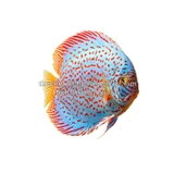 SEACHEM DISCUS BUFFER - CHẾ PHẨM ỔN ĐỊNH ĐỘ PH 5.8-6.8 DÀNH CHO CÁ DĨA