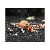 ADA BACTER BALL - VI SINH VIÊN NÉN