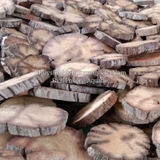 COMBO 5 MIẾNG GIÁ THỂ GỖ ƯƠM RÁY – BUCEP – RÊU THỦY SINH