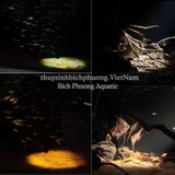 ĐÈN LED RỌI CHIHIROS Z TINY 6W ĐÃ BAO GỒM ADAPTER