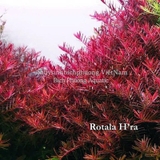ROTALA H’RA (VẨY ỐC ĐỎ CAM) - CÂY THỦY SINH