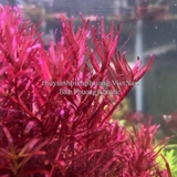 ROTALA COLORATA (VẨY ỐC ĐỎ HỒNG) - CÂY THỦY SINH