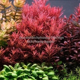 ROTALA COLORATA (VẨY ỐC ĐỎ HỒNG) - CÂY THỦY SINH