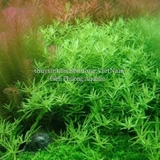 ROTALA SP GREEN (VẨY ỐC XANH BÒ) - CÂY THỦY SINH