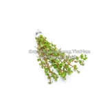 ROTALA PEARL (VẨY ỐC NGỌC TRAI) - CÂY THỦY SINH