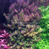 ROTALA PEARL (VẨY ỐC NGỌC TRAI) - CÂY THỦY SINH
