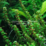 ROTALA PEARL (VẨY ỐC NGỌC TRAI) - CÂY THỦY SINH
