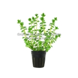 ROTALA SP GREEN (VẨY ỐC XANH BÒ) - CÂY THỦY SINH