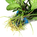 RÁY CAFE | TRẦU BÀ CÀ PHÊ | ANUBIAS BARTERI VAR. COFFEEFOLIA - CÂY THỦY SINH