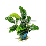 RÁY CAFE | TRẦU BÀ CÀ PHÊ | ANUBIAS BARTERI VAR. COFFEEFOLIA - CÂY THỦY SINH