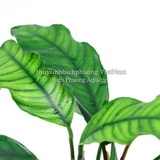 RÁY CAFE | TRẦU BÀ CÀ PHÊ | ANUBIAS BARTERI VAR. COFFEEFOLIA - CÂY THỦY SINH