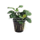 RÁY LÁ TRÒN MINI| ANUBIAS BARTERRI VAR.NANA MINI COIN - CÂY THỦY SINH