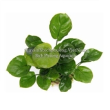 RÁY LÁ TRÒN MINI| ANUBIAS BARTERRI VAR.NANA MINI COIN - CÂY THỦY SINH