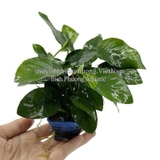 RÁY LÁ HOA | ANUBIAS NANA FLOWER - CÂY THỦY SINH