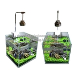 HẠT TRÂN CHÂU NGỌC TRAI - HẠT MẦM THỦY SINH