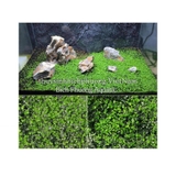 HẠT TRÂN CHÂU NGỌC TRAI - HẠT MẦM THỦY SINH