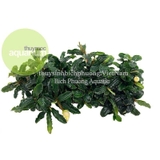 NAPAD NÂU - GIÁ THỂ TRỒNG CÂY