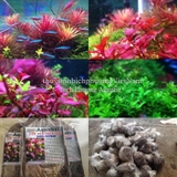 AQUABASE NUPHAR - CỐT NỀN THỦY SINH