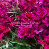 AQUA-NUPHAR - NỀN TRỘN, NỀN CỐT THỦY SINH