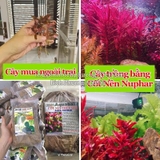 AQUA-NUPHAR - NỀN TRỘN, NỀN CỐT THỦY SINH