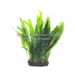 DƯƠNG XỈ JAVA | MICROSORUM PTEROPUS - CÂY THỦY SINH
