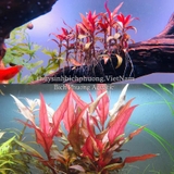 HUYẾT TÂM LAN MINI | ALTERNANTHERA REINECKII - CÂY THỦY SINH