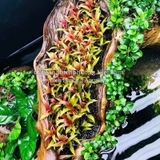 HUYẾT TÂM LAN MINI | ALTERNANTHERA REINECKII - CÂY THỦY SINH
