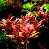 HUYẾT TÂM LAN MINI GÂN TRẮNG |  ALTERNANTHERA REINECKII 