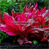 HUYẾT TÂM LAN MINI GÂN TRẮNG |  ALTERNANTHERA REINECKII 