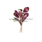HỒNG BA TIÊU | LOBELIA CARDINALIS - CÂY THỦY SINH, BÁN CẠN