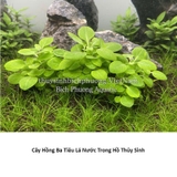 HỒNG BA TIÊU | LOBELIA CARDINALIS - CÂY THỦY SINH, BÁN CẠN