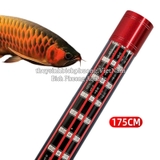 NO1 5D BELOS - ĐÈN LED TANNING CHO CÁ RỒNG ( HUYẾT LONG | KIM LONG)