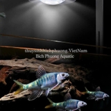 ĐÈN LED RỌI LOVE ECOLOGY WRGB  (APP)