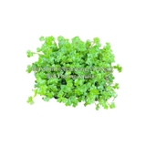 RAU MÁ HƯƠNG MINI (CHẬU NHỎ)  - CÂY THỦY SINH, BÁN CẠN