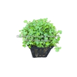 RAU MÁ HƯƠNG MINI (CHẬU NHỎ)  - CÂY THỦY SINH, BÁN CẠN
