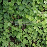 RAU MÁ HƯƠNG (CHẬU TO) - CÂY THỦY SINH, BÁN CẠN