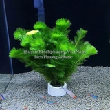 LA HÁN XANH - CÂY THỦY SINH