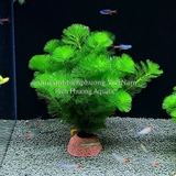 LA HÁN XANH - CÂY THỦY SINH