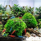 RÊU MINIFISS BÁM ĐÁ (BUỘC ĐÁ) - ĐIỂM TRANG TRÍ HỒ THỦY SINH CÁ CẢNH, TÉP CẢNH