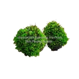 RÊU MINIFISS BÁM ĐÁ (BUỘC ĐÁ) - ĐIỂM TRANG TRÍ HỒ THỦY SINH CÁ CẢNH, TÉP CẢNH