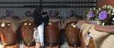 Rượu ngâm Atiso