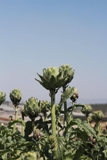 Atiso (1kg - 500g)