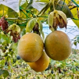Chanh dây Colombia (500g - 1Kg)